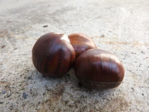 Castagne (Edelkastanie)