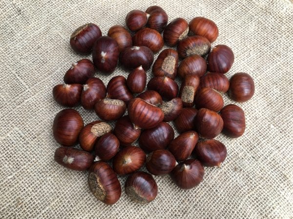 Rohe Marroni auf Jutegewebe