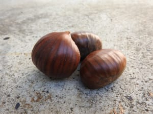 Marroni